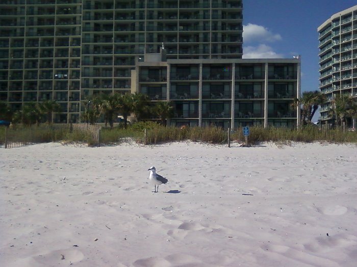 MyrtleBeach31